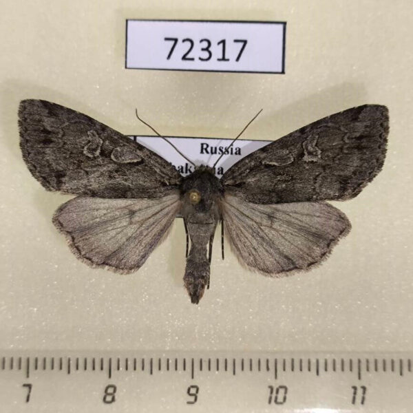 Noctuidae Xestia fennica Khakassia rep.
