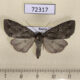 72317p Noctuidae Xestia fennica Khakassia rep. $13