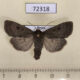 72318p Noctuidae Graphiphora augur Khakassia rep. $15