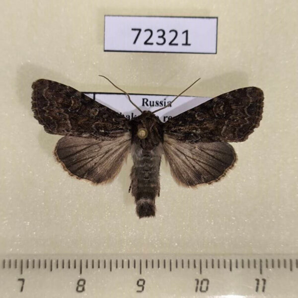 Noctuidae Apamea remissa Khakassia rep.