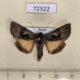 72322p Noctuidae Syngrapha diasema Khakassia rep. $12