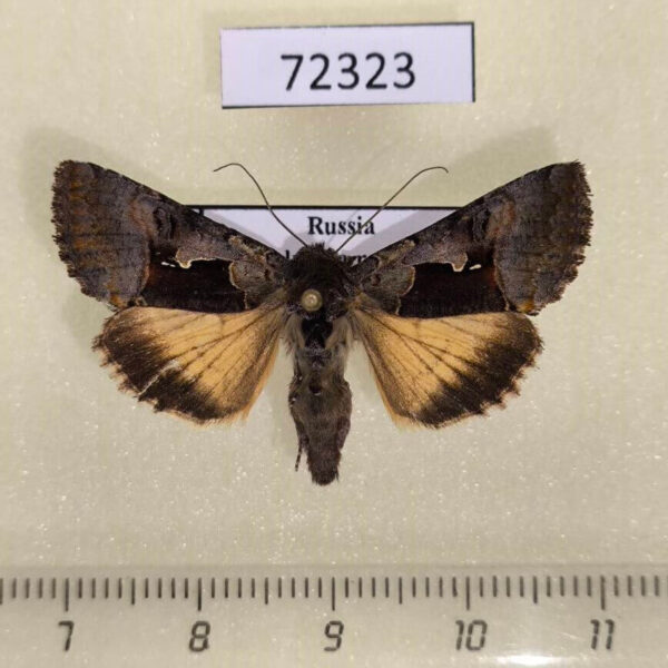 Noctuidae Syngrapha diasema Khakassia rep.
