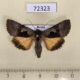 72323p Noctuidae Syngrapha diasema Khakassia rep. $12