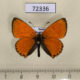 72336p Lycaenidae Heodes virgaureae Khakassia rep. $5