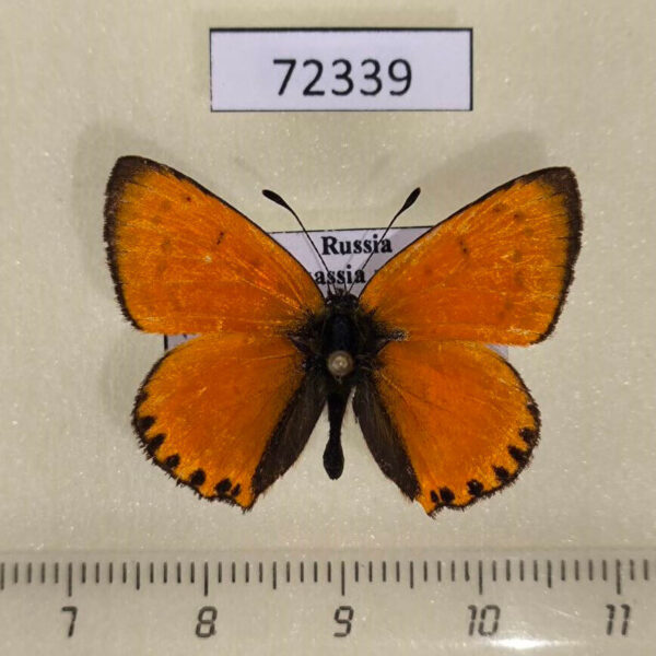 Lycaenidae Heodes virgaureae Khakassia rep.