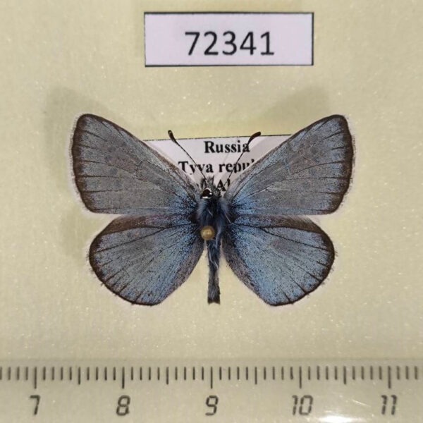 Lycaenidae Polyommatus erotides Tyva rep.