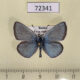 72341p Lycaenidae Polyommatus erotides Tyva rep. $5