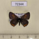 72344p Lycaenidae Helleia helle Tyva rep. $7