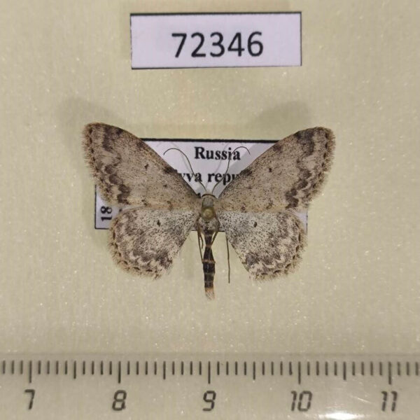 Geometridae Scopula permutata Tyva rep.