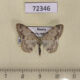 72346p Geometridae Scopula permutata Tyva rep. $5