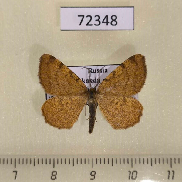 Geometridae Macaria brunneata Khakassia rep.