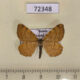 72348p Geometridae Macaria brunneata Khakassia rep. $5