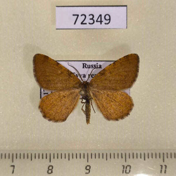 Geometridae Macaria brunneata Tyva rep.