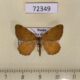 72349p Geometridae Macaria brunneata Tyva rep. $5
