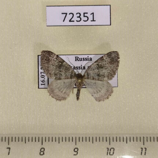 Geometridae Martania taeniata Khakassia rep.