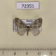 72351p Geometridae Martania taeniata Khakassia rep. $4