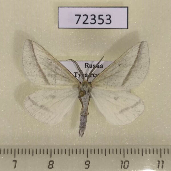 Geometridae Aspitates gilvaria Tyva rep.