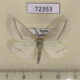 72353p Geometridae Aspitates gilvaria Tyva rep. $5