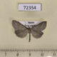 72354p Crambidae Udea uralica Tyva rep. $7