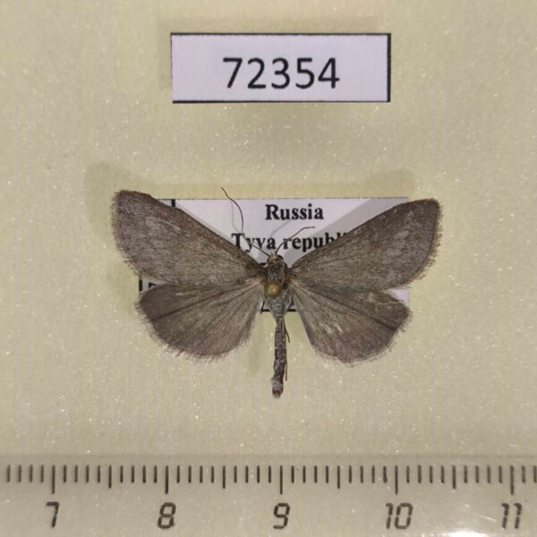 Crambidae sp. Tyva rep.