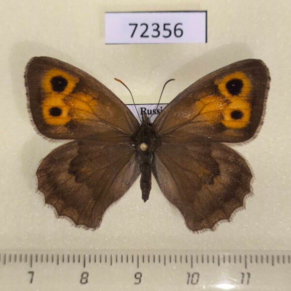 Satyridae Hyponephele lycaon f Tyva reg.