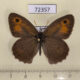 72357p Satyridae Hyponephele lycaon Tyva reg. $5