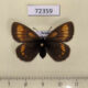 72359p Satyridae Erebia stubbendorfii f Tyva rep. $12