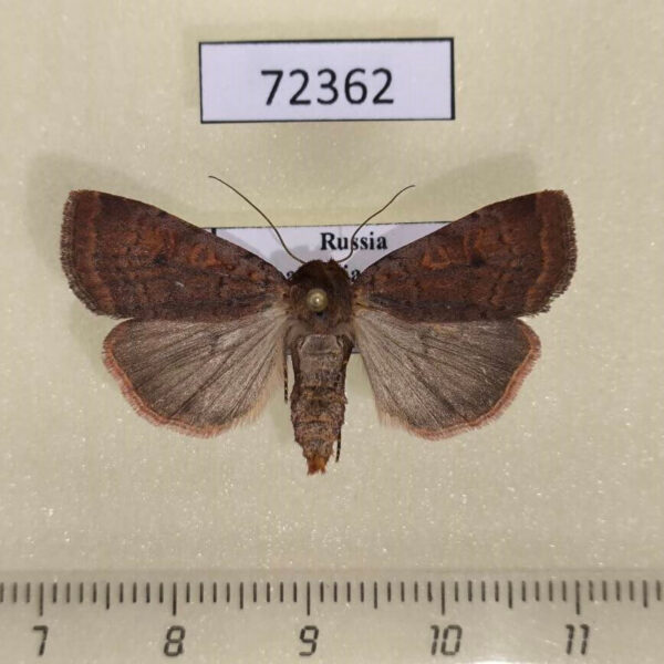Noctuidae Paradiarsia sobrina Khakassia rep.
