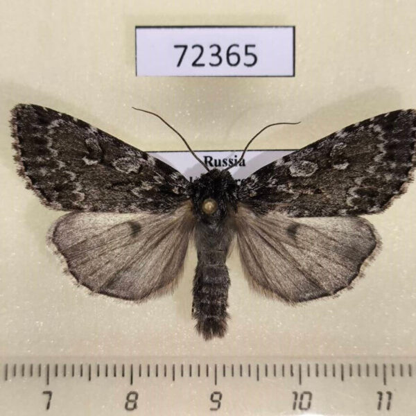Noctuidae Xestia speciosa arctica Tyva rep.