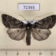72365p Noctuidae Xestia speciosa arctica Tyva rep. $15
