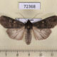 72368p Noctuidae Actebia squalida Tyva rep. $15