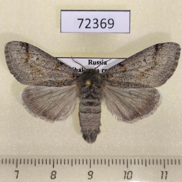 Lymantridae Dicallomera fascelina f Khakassia rep.