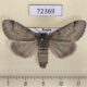 72369p Lymantridae Dicallomera fascelina f Khakassia rep. $9