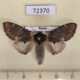 72370p Notodontiidae Notodonta dromedarus sibirica Khakassia rep. $7