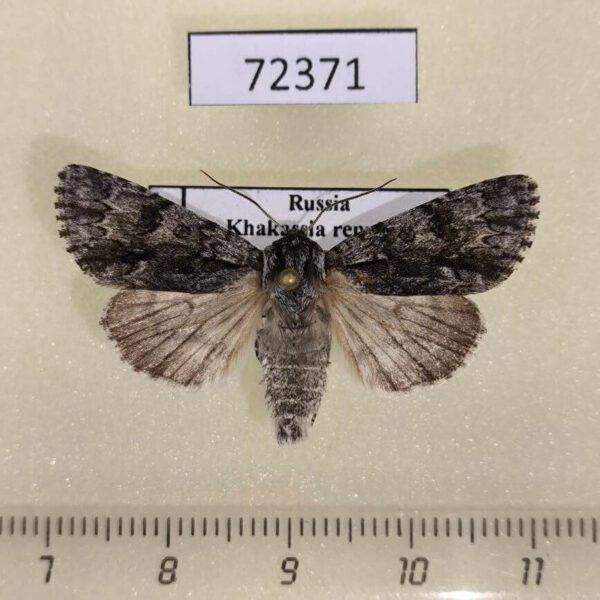 Noctuidae Acronicta auricoma Khakassia rep.