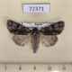 72371p Noctuidae Acronicta auricoma Khakassia rep. $7