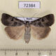 72384p Noctuidae Lygephila ludicra f Khakassia rep. $8