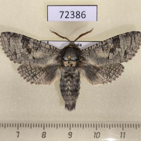 Cossidae Cossus cossus shmakovi Tyva rep.