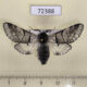 72388p Notodontiidae Furcula bifida Tyva rep. $8
