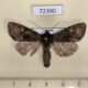 72390p Noctuidae Apamea altijuga Tyva rep. $3