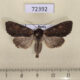 72392p Noctuidae Apamea crenata Tyva rep. $3