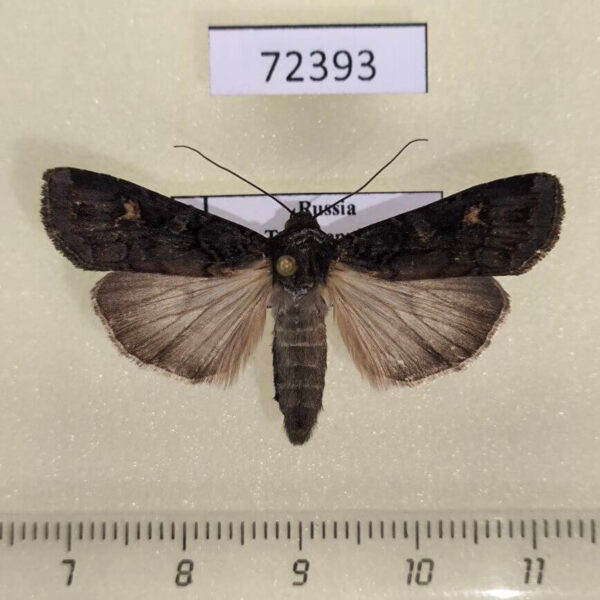 Noctuidae Euxoa adumbrata Tyva rep.