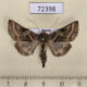 72398p Noctuidae Euchalcia mongolica f Tyva rep. $25