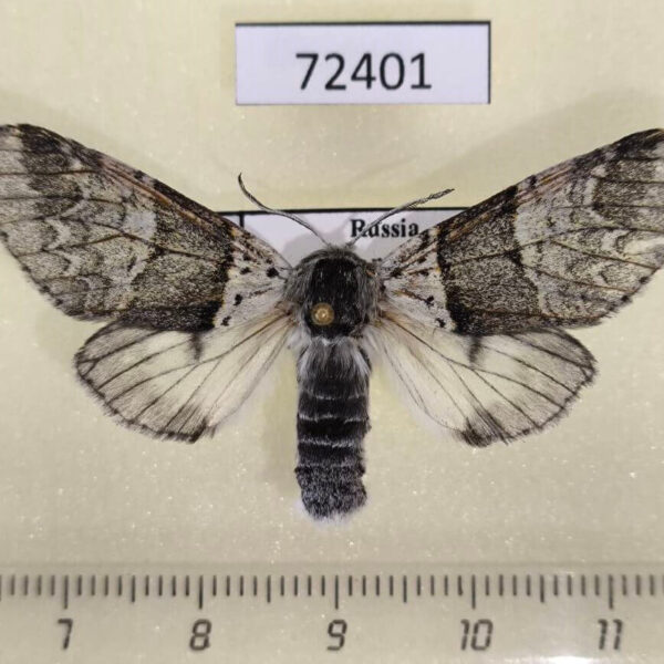 Notodontiidae Furcula bifida f Tyva rep.