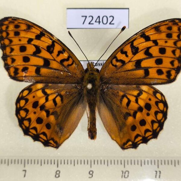 Nymphalidae Argynnis adippe Tyva rep.