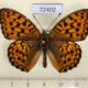 72402p Nymphalidae Argynnis adippe Tyva rep. $8