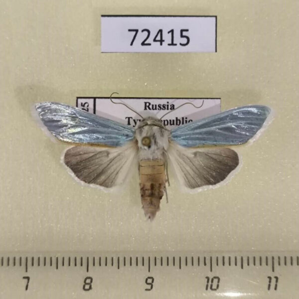 Noctuidae Cucullia splendida f Tyva rep.