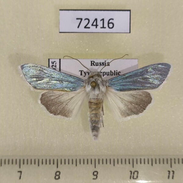 Noctuidae Cucullia splendida Tyva rep.