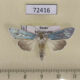 72416p Noctuidae Cucullia splendida Tyva rep. $15