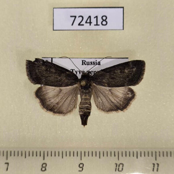 Noctuidae Bryophila granitalis Tyva rep.